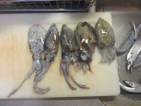 マリーナシティ周辺　ワインドで夕方タチウオ…