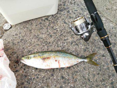洲本　朝まずめにショアジギングでツバスがヒ…
