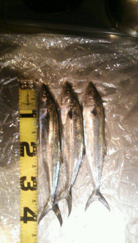 武庫川一文字　ジグでサゴシが釣れています