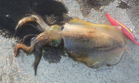 満月越えた辺りから良況に恵まれ3時間でアオ…