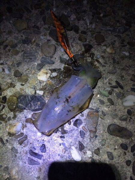 江井ヶ島漁港近くでエギング 連続でコロッケ…