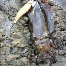 高浜　エギングでアオリイカ　朝マヅメの釣果…