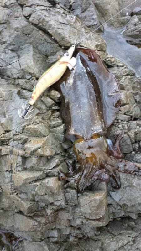 高浜　エギングでアオリイカ　朝マヅメの釣果…