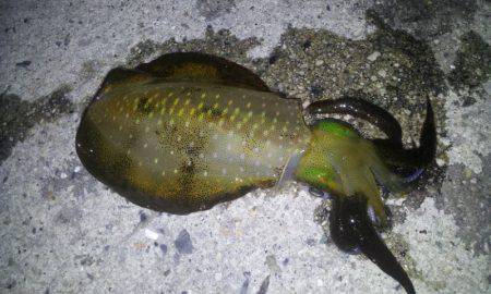 伊根　連休でアングラーも多数な中でのエギン…