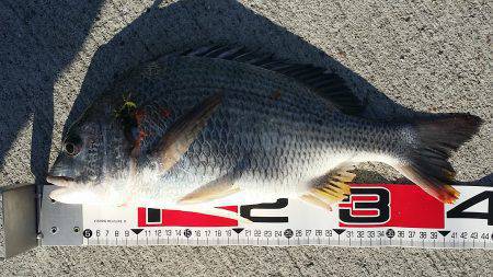 大阪南港　短時間勝負のフカセ釣りで良型キビ…