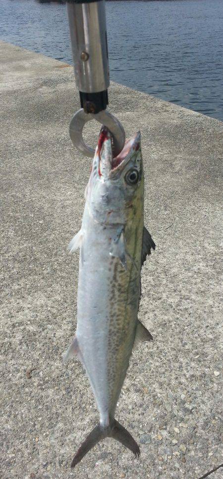 武庫川一文字ショアジギングでサゴシ　3回バ…