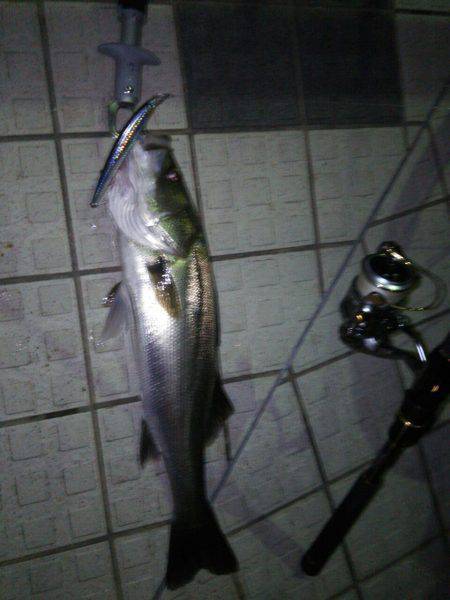 洲本川　明暗で丸々太ったシーバスヒット!!…