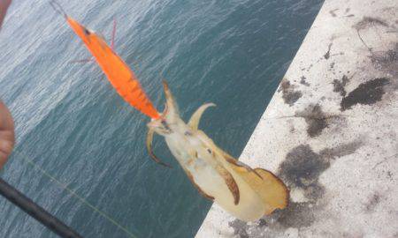 伊根周辺3号オンリーエギングでアオリイカ　…