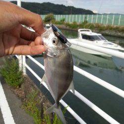 日高港タチウオが不発だったのでライトゲームでメッキ&エギングへ