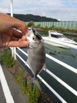 日高港タチウオが不発だったのでライトゲーム…