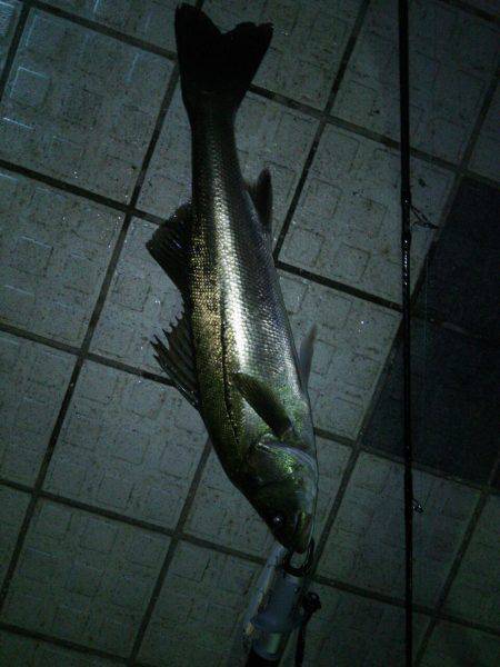 洲本川でシーバス狙い　ベイト多数で二投目に…