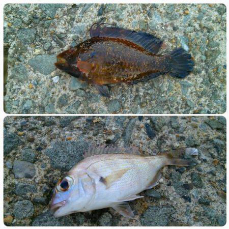 津居山漁港にてちょい投げ　チャリコ・コノシ…