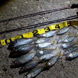 アジング　沖のボトム狙いで24cmのアジ出…