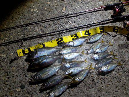 アジング　沖のボトム狙いで24cmのアジ出…