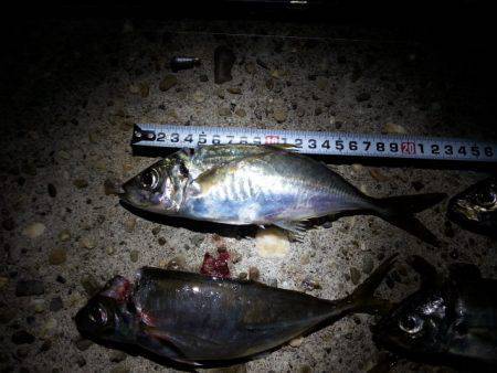 良型アジを求めてアジング　最大23cm…2…