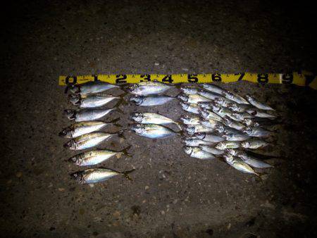 堺港　アジングでのアジ狙いは25cmの良型…