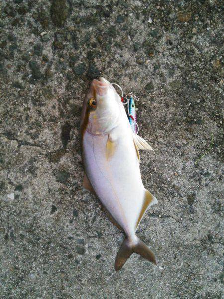 洲本　朝マズメのショアジギング釣行