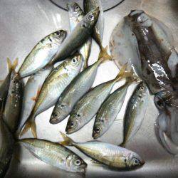 小島周辺でアオリイカのウキ釣り