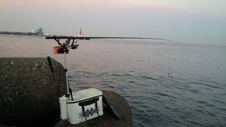 堺のテトラ　フカセでチヌ40cm　グレの姿…