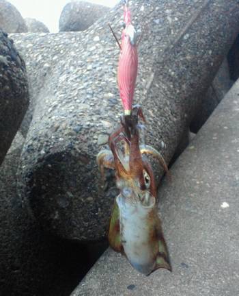 佐野漁港　3号のエギで底を探って引き付けた…