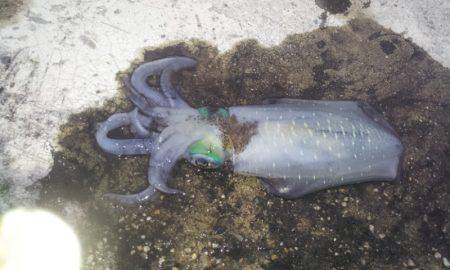 伊根でエギング　少ないアタリをあわせ慎重に…