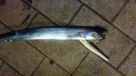 大阪南港でワインド　-タチウオ五本-