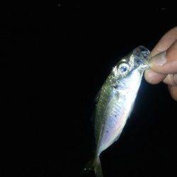 泉佐野旧フェリー乗り場にてアジングでアジ・サバ