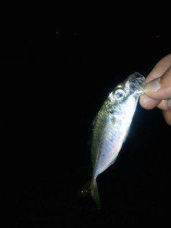 泉佐野旧フェリー乗り場にてアジングでアジ・サバ