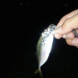 泉佐野旧フェリー乗り場にてアジングでアジ・サバ