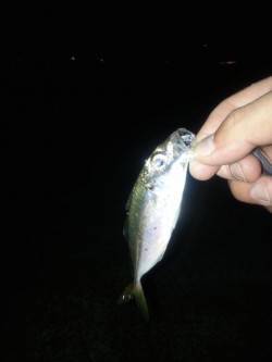 泉佐野旧フェリー乗り場にてアジングでアジ・…