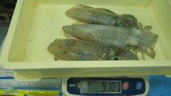 みなべの地磯・堤防　エギングでアオリイカ狙い　