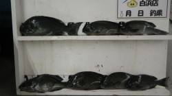 串本田子にてフカセ釣り　グレの釣果