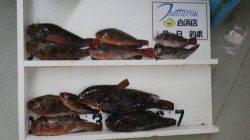 白浜日置の地磯・大崎　ホンダワラのウキ釣りでイガミ