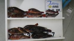 白浜日置の地磯・大崎　ホンダワラのウキ釣り…