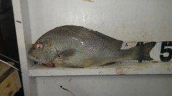 白浜地磯　夜のフカセ釣りで良型コロダイ・ヘダイ・グレ