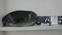 見老津漁港　紀州釣りで口太グレ39cm&尾長グレ28cm