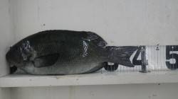 見老津漁港　紀州釣りで口太グレ39cm&a…