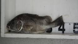 白浜町笠甫にてぶっこみ釣りでコショウダイ