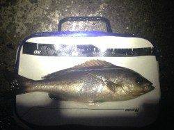 南塩屋フカセでイサキとコロダイ狙い〜40cmの良型イサギ♫