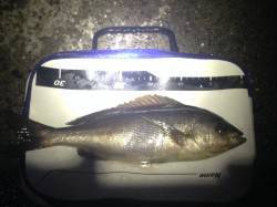 南塩屋フカセでイサキとコロダイ狙い〜40c…