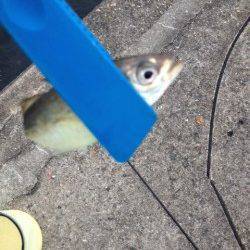 ボトムを探ると入れ食い状態　大阪南港アジングで73匹