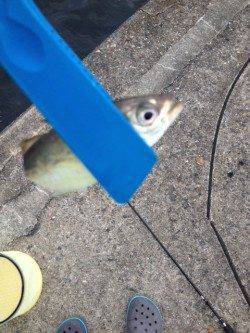 ボトムを探ると入れ食い状態　大阪南港アジングで73匹