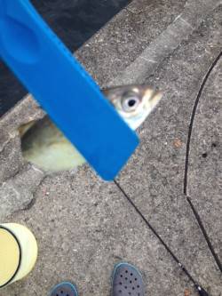 ボトムを探ると入れ食い状態　大阪南港アジン…