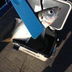 舞洲　2日連続のアジング釣行　群れは小さめか