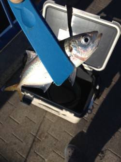 舞洲　2日連続のアジング釣行　群れは小さめ…