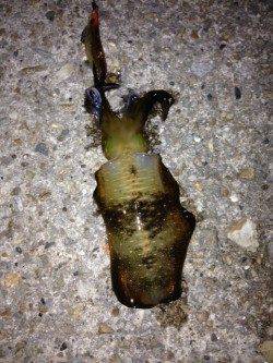 明石市役所裏　エギングでアオリイカ　釣り人で賑わいおまつり数回…