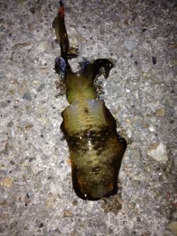 明石市役所裏　エギングでアオリイカ　釣り人…