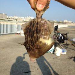 大蔵海岸　サビキでアジ&アオイソメの胴突き仕掛けでカワハギ