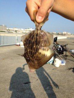 大蔵海岸　サビキでアジ&アオイソメの胴突き仕掛けでカワハギ