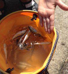 平磯海づり公園　サビキで小イサギ・アジの釣果